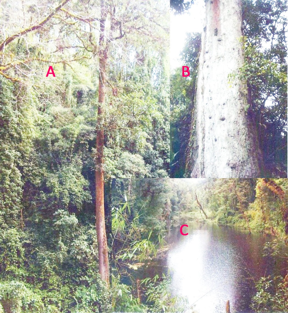 The Tallest reported Bonson Tree measuring 127.9 feet in height and 22.6 feet girth in Pholami Village (A); The biggest Bonson Tree measuring 39.11 in girth with 96.3 in height (B); and the Majestic Dzudu Lake at Pholami Village, Phek (C).  (Kuzhovesa Soho Photo)